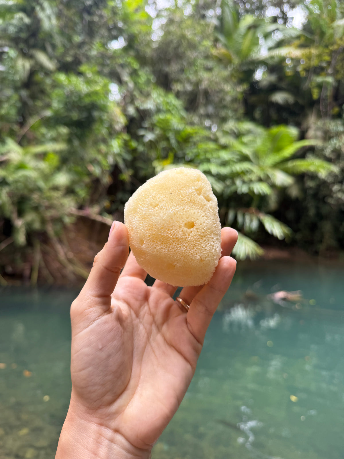 Silk Sea Sponge